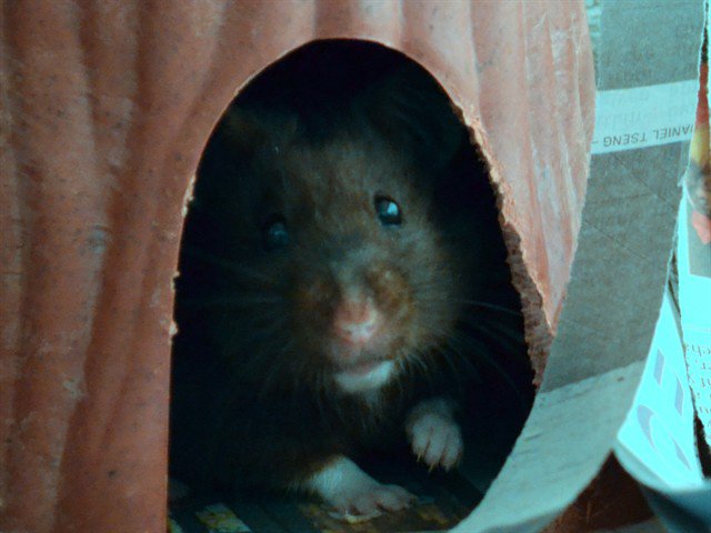 Archived shelter photograph of Stevenonnie