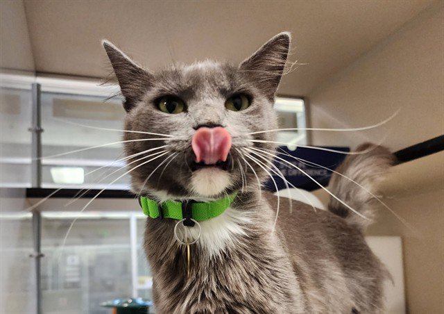 Archived shelter photograph of Linda