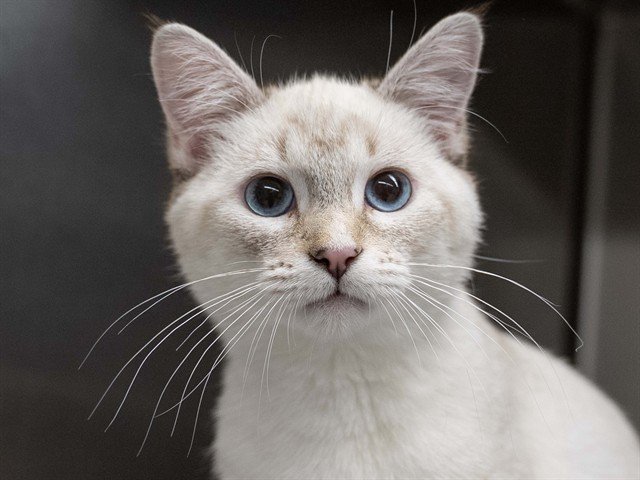 Archived shelter photograph of Nana