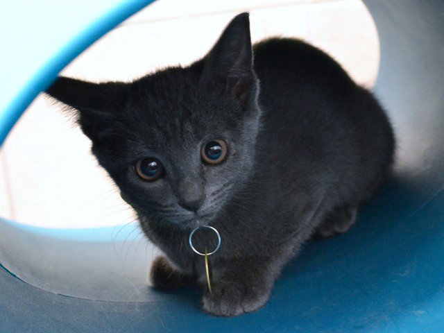 Archived shelter photograph of Missy