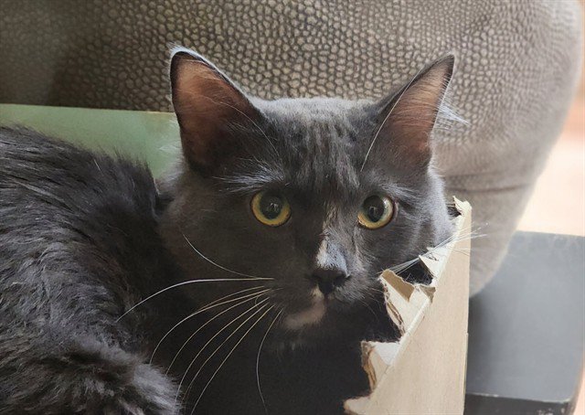 Archived shelter photograph of Mittens