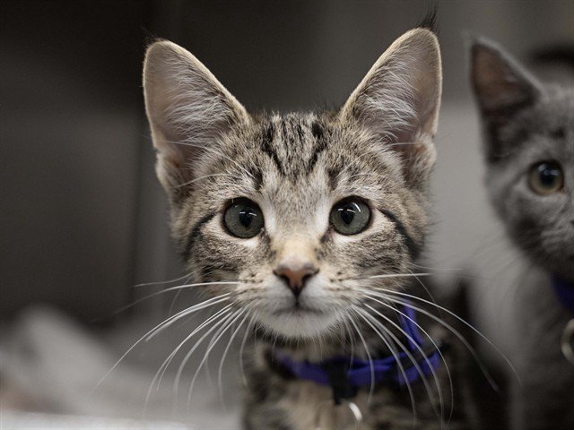 Archived shelter photograph of Sneaky