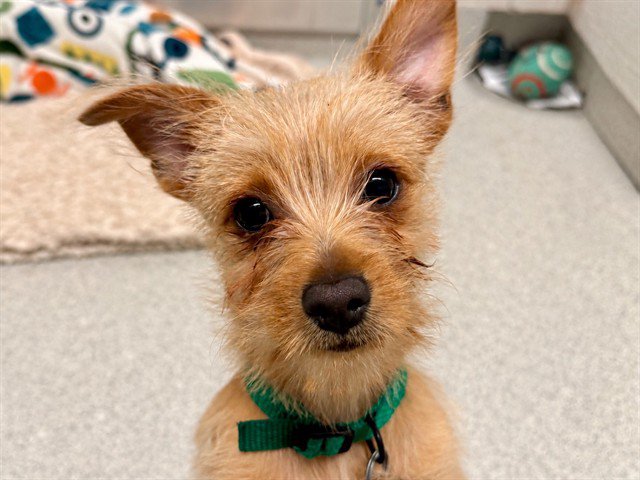 Archived shelter photograph of Chia