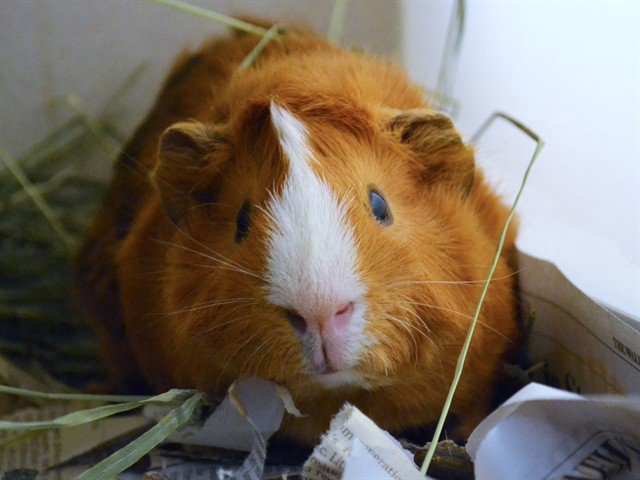 Archived shelter photograph of Pepe