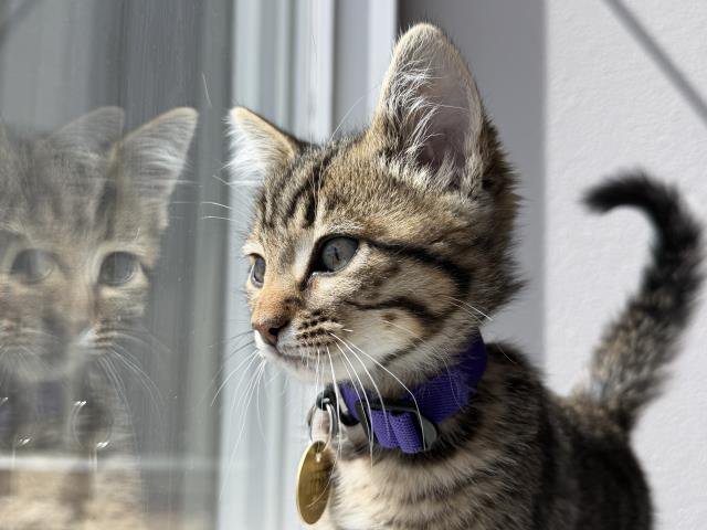 Archived shelter photograph of Spud