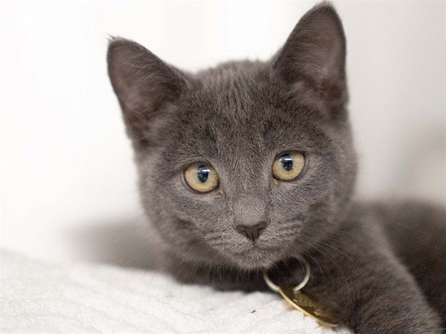 Archived shelter photograph of Ariel