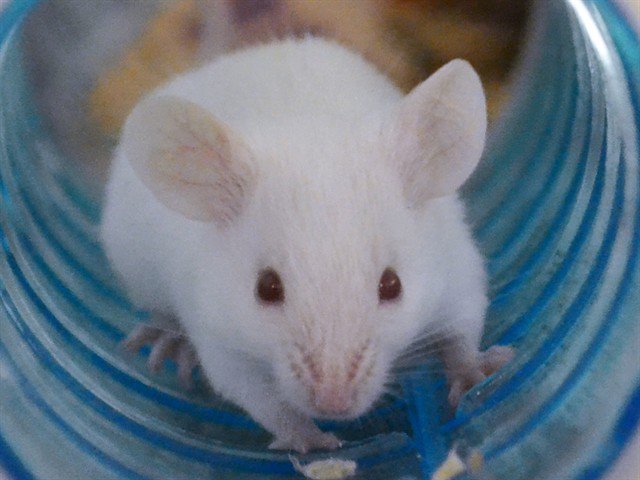 Archived shelter photograph of Judith