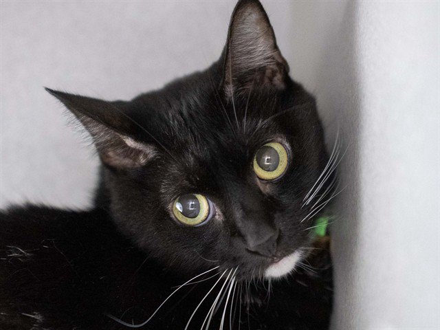 Archived shelter photograph of Duchess Callie