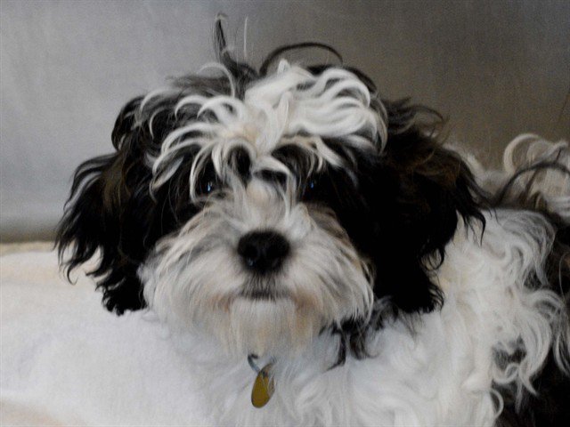 Archived shelter photograph of Dotty