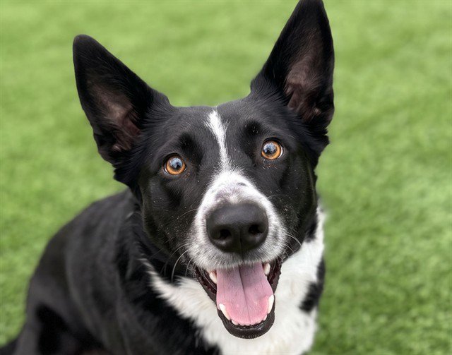 Archived shelter photograph of Sadie