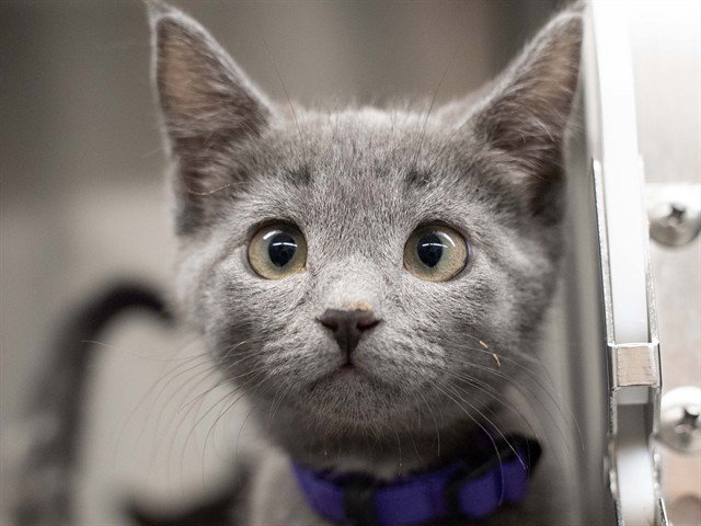 Archived shelter photograph of Gizmo