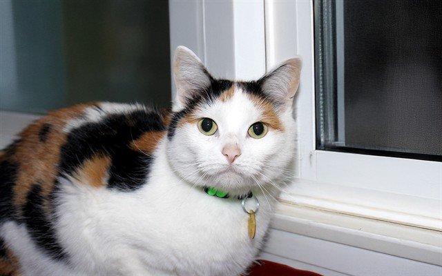 Archived shelter photograph of Anneliese