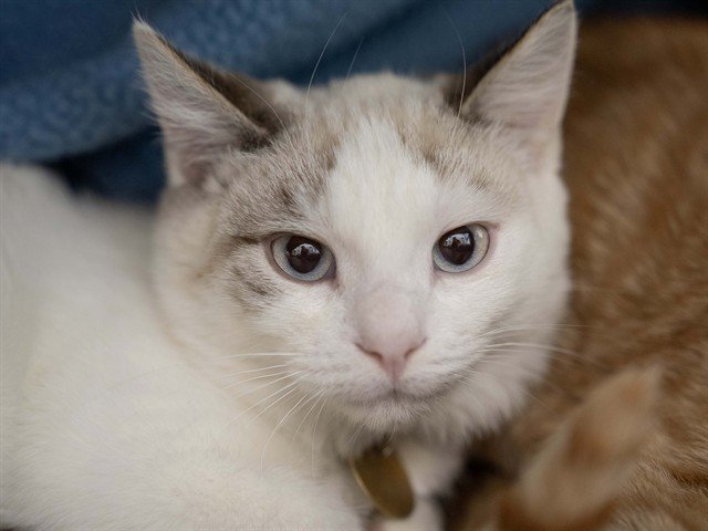 Archived shelter photograph of Paul