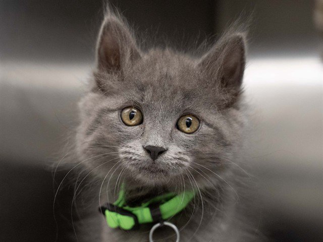 Archived shelter photograph of Charlotte Marshmallow