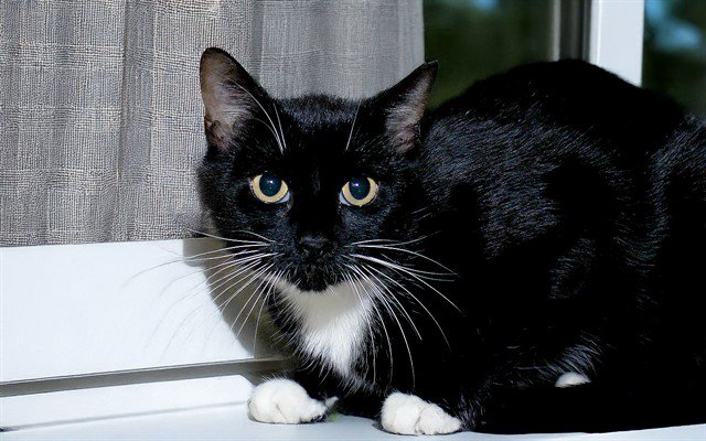 Archived shelter photograph of Strawberry Shortcake