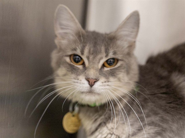 Archived shelter photograph of Dallas