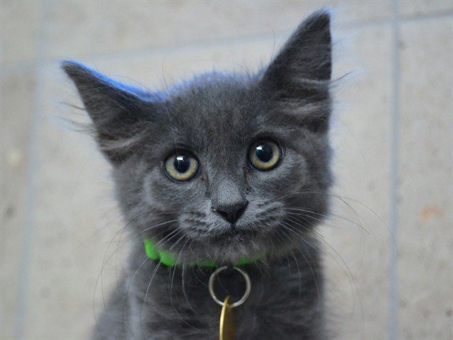 Archived shelter photograph of Molly