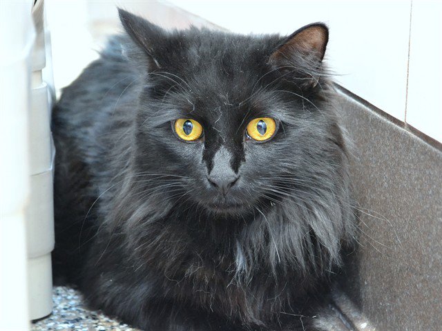 Archived shelter photograph of Cocoa
