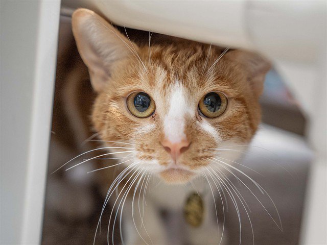 Archived shelter photograph of Sonja