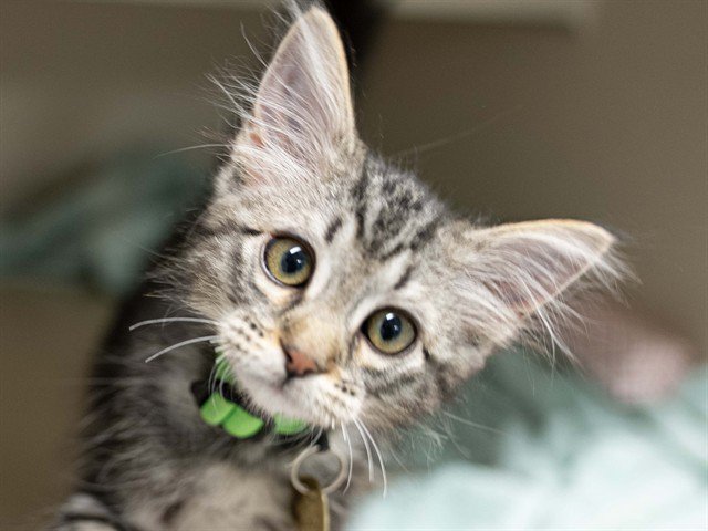 Archived shelter photograph of Gatito
