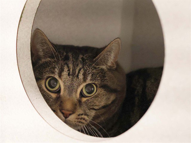 Archived shelter photograph of Luna