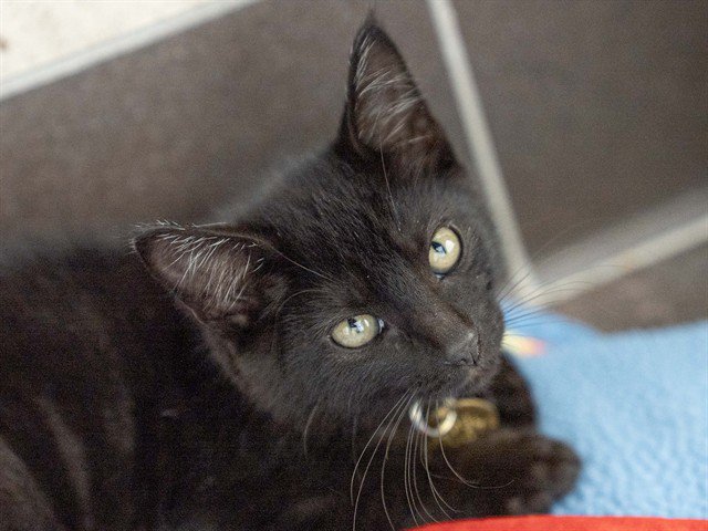 Archived shelter photograph of Jerry