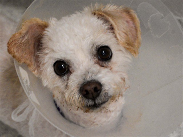 Archived shelter photograph of Zeus