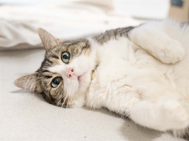 Archived shelter photograph of Flora