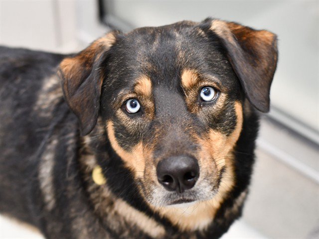 Archived shelter photograph of Nala