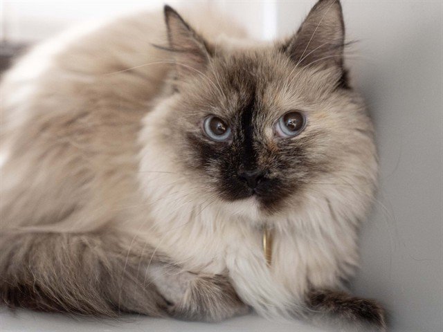 Archived shelter photograph of Snowy