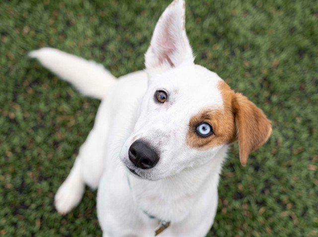 Archived shelter photograph of Nala