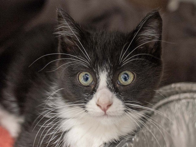 Archived shelter photograph of Trevor Belmont