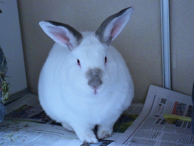 Archived shelter photograph of Stuart